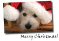 Christmas cards for dog lovers